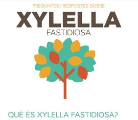 Preguntes i respostes sobre Xylella fastidiosa
